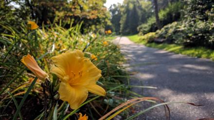 Flower on bike path